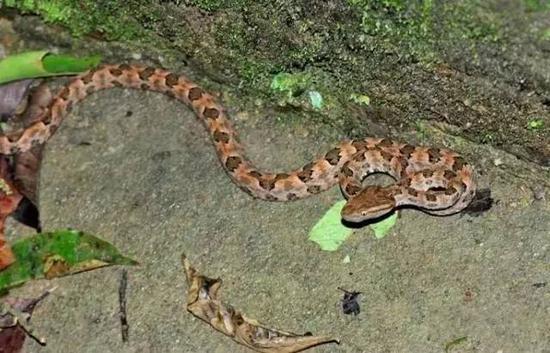 郴州一男子被冬眠出洞的眼镜蛇咬伤 手指发黑险丧命