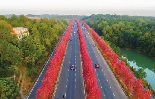 网红打卡地益阳"红枫大道"(资料图片).周翔宇 摄