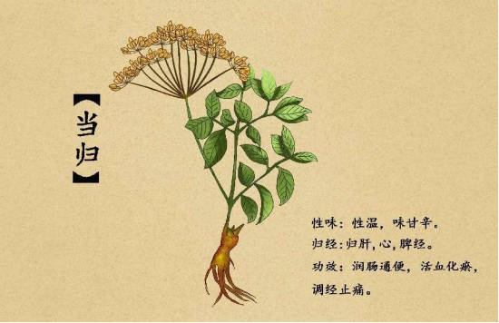 当归味甘,温,入心,脾,肝经,具有补血的作用,最早出现在《神农本草经》