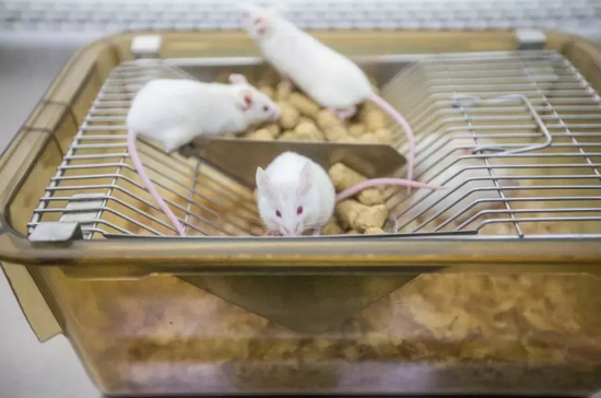 简单来讲,nsi小鼠,是通过talen基因敲除技术,在nod/scid背景小鼠中