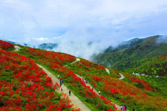 (阳明山杜鹃花海.吴一粟 摄)