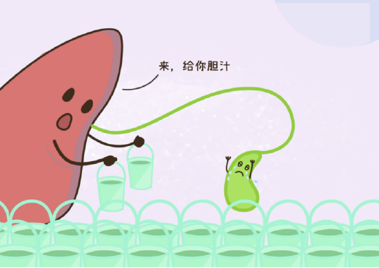 平时工作就是负责储存和浓缩它派送过来的胆汁,然后再等主人进食的