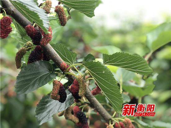 石鼓区灵官庙村桑葚熟透啦!