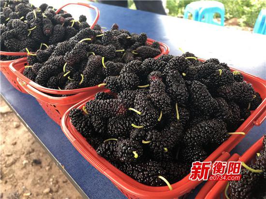 石鼓区灵官庙村桑葚熟透啦!