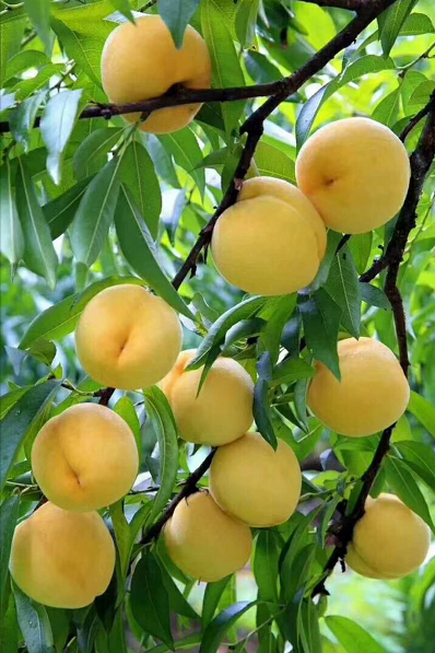 基地种植的黄桃挂满枝头,揭开套袋,黄澄澄水灵灵的锦绣黄桃散发着成熟