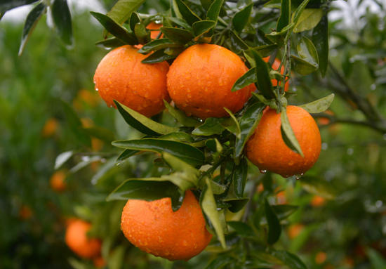 瑶族美女带你去采玫瑰香柑