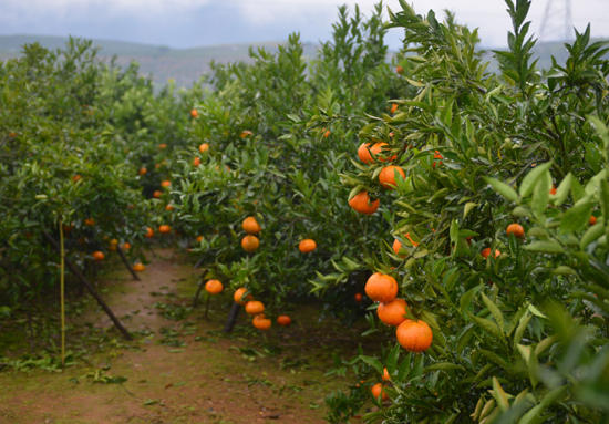 瑶族美女带你去采玫瑰香柑