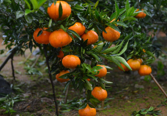 瑶族美女带你去采玫瑰香柑