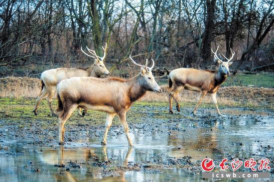 麋鹿是国家一级保护动物,原产于中国长江中下游沼泽地带,以青草和水草