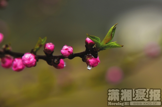 3月3日,望城区铜官镇,雨水滴落在含苞待放的桃花上.图/摄友团 鲁支农