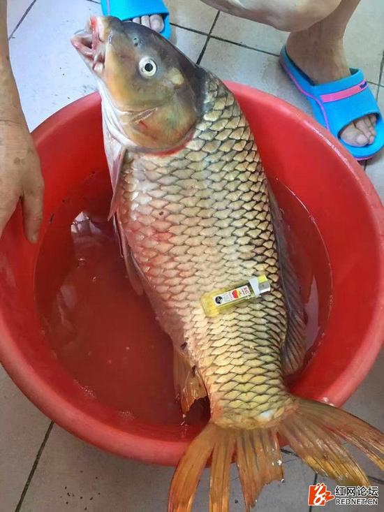 长沙古稀老奶奶徒手捕到一条大鱼