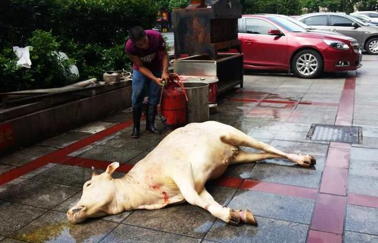 田园本味菜馆前,几名男子正在当街宰牛(记者 谢慧 摄)