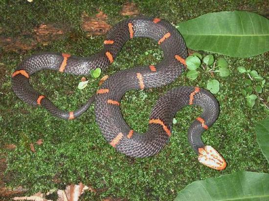 湖南农村常见的毒蛇图片