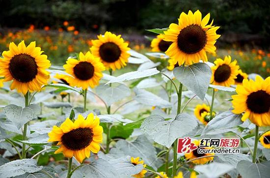 湖南省植物園十萬向日葵露笑臉桂花已香滿枝