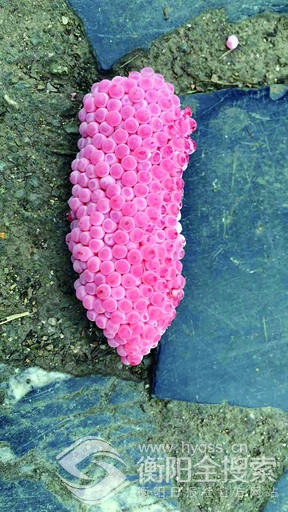 粉红透亮的福寿螺卵块