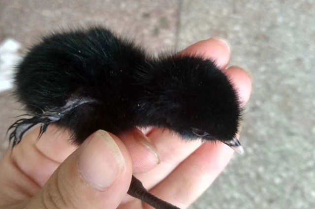 隆回发现红骨顶幼鸟 鸡头鸟爪浑身黑乎乎