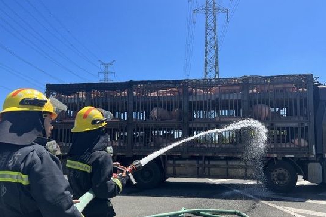 高速公路上140头“二师兄”中暑，长沙“火焰蓝”紧急出手相救