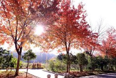 赏枫+温室探秘+手工 DIY，暖冬遛娃约会首选！