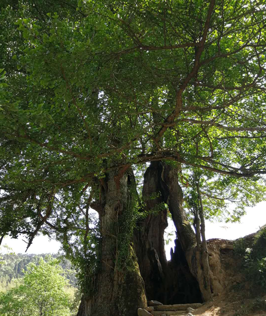 网约湘游拜访湖南第一古树王