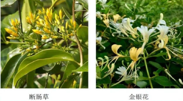 4月是有毒野菜引起疾病的高发季