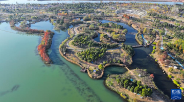 湖南长沙：水杉画卷引客来