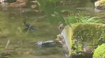 张家界金鞭溪现“小鸟洗澡”