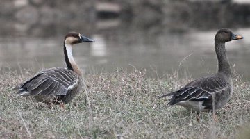 湖南沅陵成候鳥遷徙重要通道