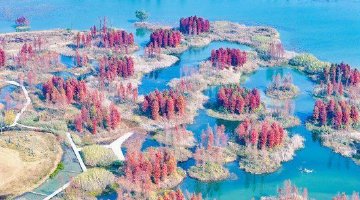 长沙大泽湖水杉“草莓蛋糕”