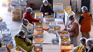 芷江柑橘首发加拿大