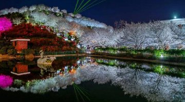 长沙夜樱迎来最佳观赏期