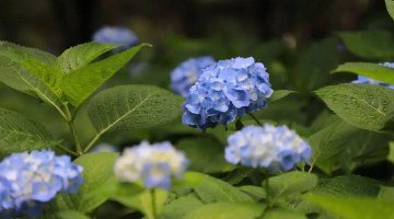 绣球花海旁藏着蓝莓园