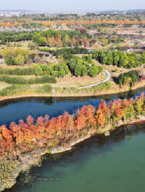 湖南长沙：水杉画卷引客来