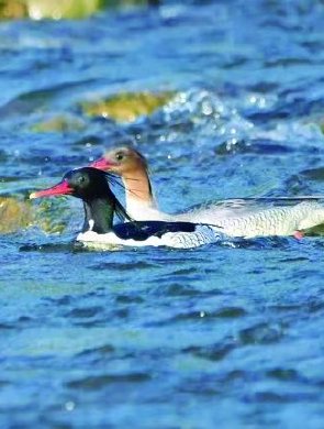 看，湖南生物“顶流”天团