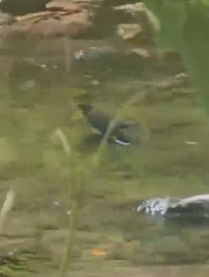 张家界金鞭溪现“小鸟洗澡”