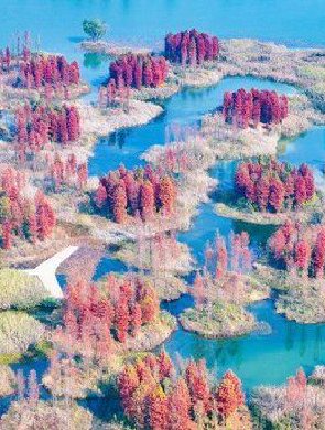 大泽湖水杉“草莓蛋糕”