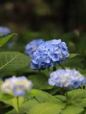 绣球花海旁藏着蓝莓园