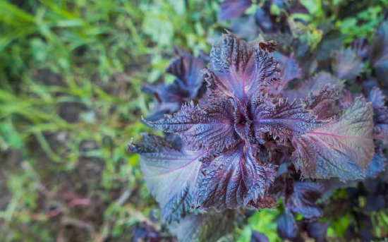 紫苏在中医药典籍中是调理伤寒“神草”