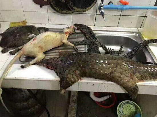 别人家的年夜饭晒穿山甲熊掌假的