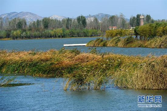这是徐州潘安湖湿地公园(2012年11月11日摄)。 新华社记者韩瑜庆摄