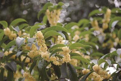 灵谷寺早桂盛开。