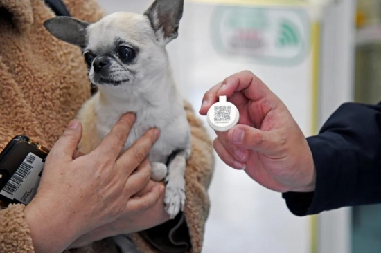 刚刚警方发出1号犬只电子识别牌