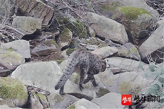国家二级保护动物豹猫