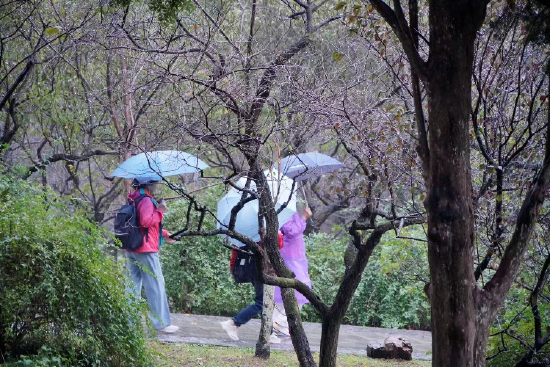 秋雨中的中山陵梅花山如诗如画