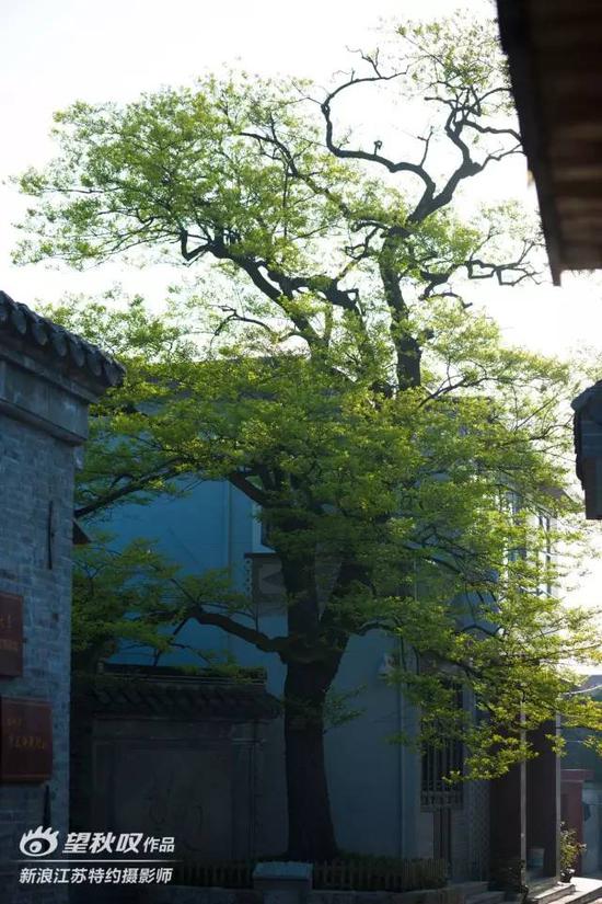 有一株700岁高龄的古树,当地老百姓习惯叫它甘棠树,其学名为君迁子,与