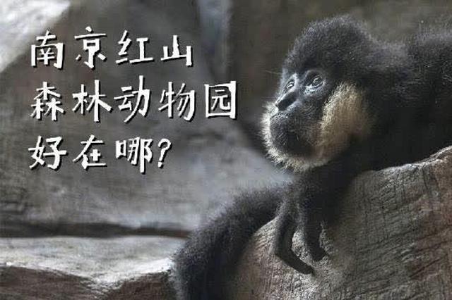 南京红山森林动物园亏损三千多万引网友关心 爱心认养激增