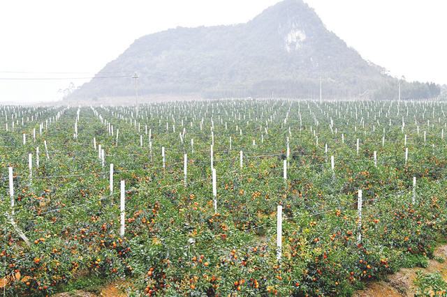 江宁：打造农业全产业链 助力乡村产业体系升级