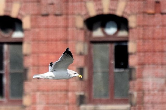 江苏首批10处观鸟胜地发布