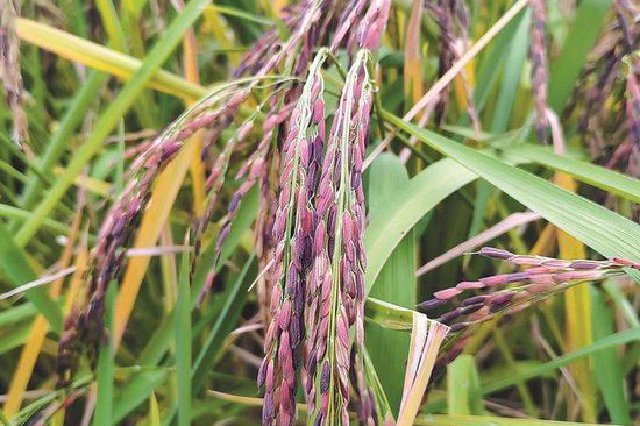 “失傳”古稻重現蘇南稻田