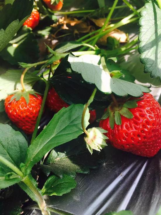 草莓季来了,带你去见识今年的第一波草莓!周末约起