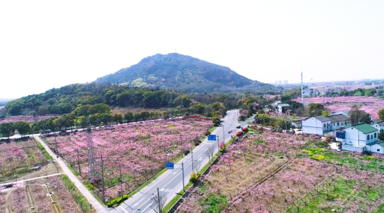 (图为无锡阳山万亩桃园染红阡陌美如画)